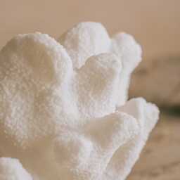 Graham and Green Elkhorn Coral Table Lamp - thumbnail 4