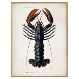 Graham and Green Oak Framed Lobster Print - 50 x 70cm - thumbnail 2