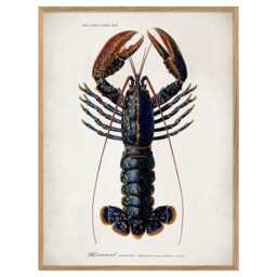 Graham and Green Oak Framed Lobster Print - 70 x 100cm - thumbnail 2