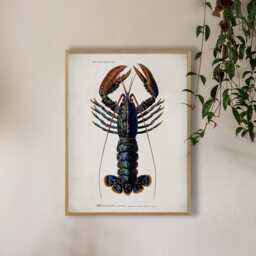 Graham and Green Oak Framed Lobster Print - 70 x 100cm - thumbnail 1