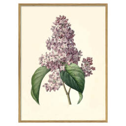 Graham and Green Framed Common Lilac Print