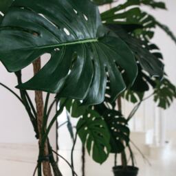 Graham and Green Large Faux Monstera Plant - thumbnail 2