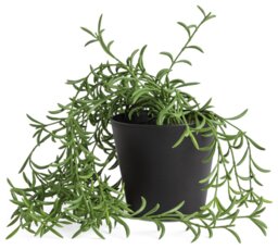 Habitat Artificial Green Trailing Fern Plant - 22.5cm