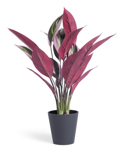 Habitat Artificial Tricolour Large Stromanthe Plant - 48cm
