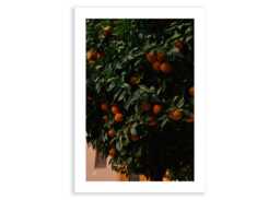 GoodMood Joel Davies - Naranjas Sevilla Print 50 x 70cm