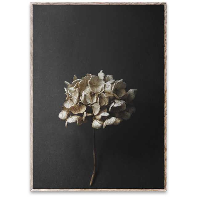 Paper Collective Still Life 04 (Hydrangea) by Pia Winther 30 x 40cm Print