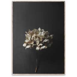 Paper Collective Still Life 04 (Hydrangea) by Pia Winther 30 x 40cm Print