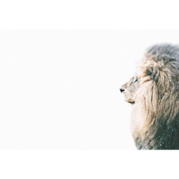 A.S Creation Lion in Snow Digital Mural - thumbnail 2