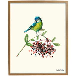 Laura Ashley Blue Tit Bird Wooden Frame Wall Art 40 x 50cm - thumbnail 1