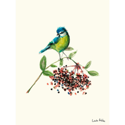 Laura Ashley Blue Tit Bird Wooden Frame Wall Art 40 x 50cm - thumbnail 4