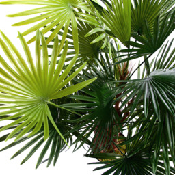 3ft Spider Palm Tree - thumbnail 4