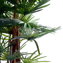 3ft Spider Palm Tree - thumbnail 3