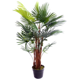 3ft Spider Palm Tree - thumbnail 1
