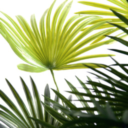 3ft Spider Palm Tree - thumbnail 2