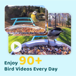 Birdfy Smart Solar Bird Feeder with 1080p HD AI Camera - thumbnail 4