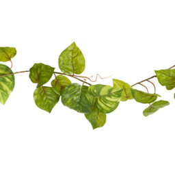 Green Pothos Garland 213cm - thumbnail 3