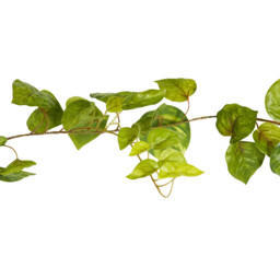 Green Pothos Garland 213cm - thumbnail 2