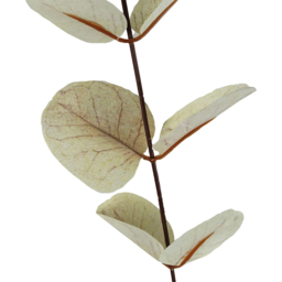 Leaf Single Stem White Eucalyptus Foliage Artificial Flower 80cm 6 Pack - thumbnail 3