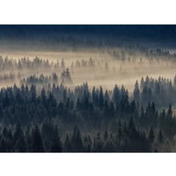 A.S Creation Forest in Fog Digital Wall Mural - thumbnail 2