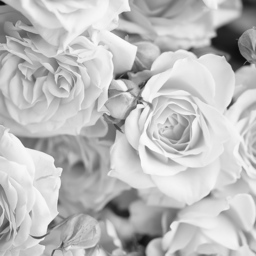 Origin Murals Petals Grey Wall Mural - thumbnail 2