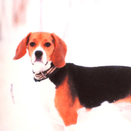 Velosso Ralph Printed Filled Cushion 43 x 43cm - thumbnail 2