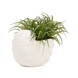 Succulent in Conch Shell Pot White - thumbnail 2