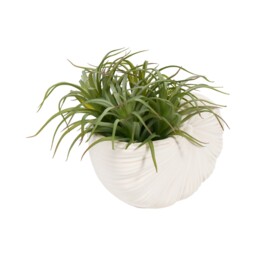 Succulent in Conch Shell Pot White - thumbnail 4