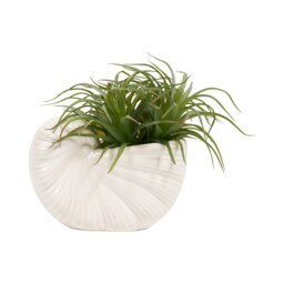 Succulent in Conch Shell Pot White - thumbnail 1