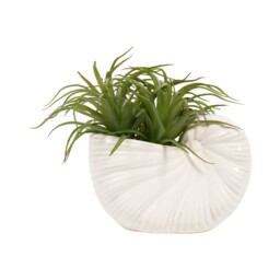 Succulent in Conch Shell Pot White - thumbnail 3
