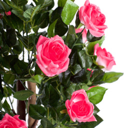 4ft Pink Rose Plant - thumbnail 2
