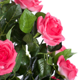 4ft Pink Rose Plant - thumbnail 3