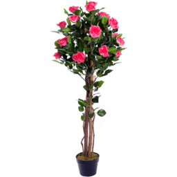 4ft Pink Rose Plant - thumbnail 1