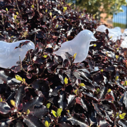 Gardenkraft Solar Acrylic Birds String Lights 10 Pack - thumbnail 4