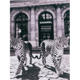 Monochrome Leopards Tempered Glass Art - thumbnail 1