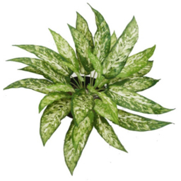 Leaf Aglaonema Fire Retardant Artificial Bush Plant 45cm 6 Pack - thumbnail 2