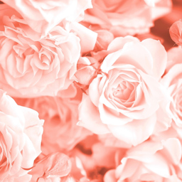 Origin Murals Petals Orange Wall Mural - thumbnail 2