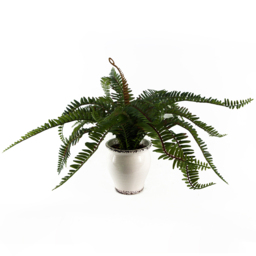 Leaf Artificial Bushy Fern in Decorative Planter 40cm - thumbnail 1
