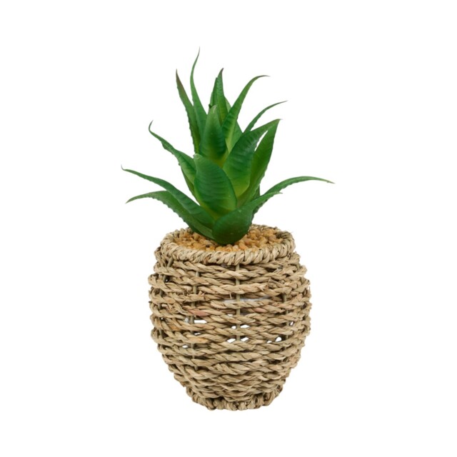 Succulent in Water Hyacinth Pot Natural - image 1