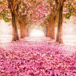 Origin Murals Blossom Tree Pink Wall Mural - thumbnail 2
