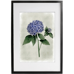 Laura Ashley Hydrangea Flower Black Frame Wall Art 40 x 50cm