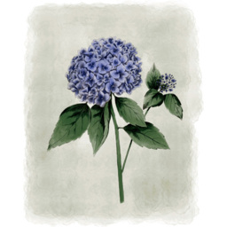 Laura Ashley Hydrangea Flower Black Frame Wall Art 50 x 70cm - thumbnail 4