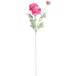 Ranuncula Stem - thumbnail 2