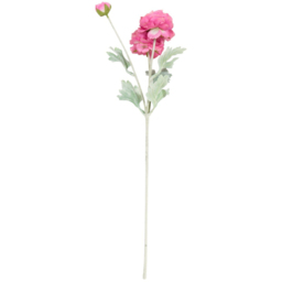 Ranuncula Stem - thumbnail 4