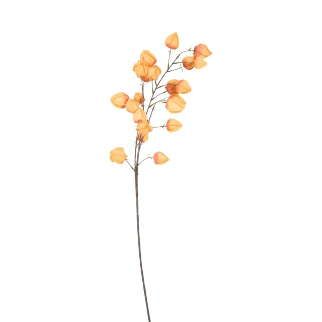 Assorted Physalis Stem - image 1