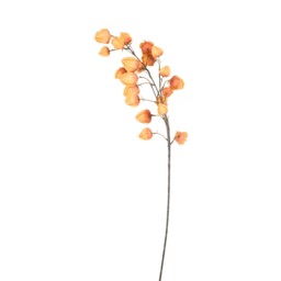 Assorted Physalis Stem - thumbnail 2