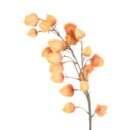 Assorted Physalis Stem - thumbnail 3