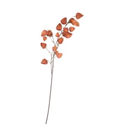Assorted Physalis Stem - thumbnail 4