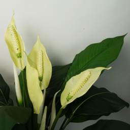 Leaf Artificial White Spathiphyllum Peace Lily in Pot - thumbnail 2