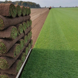Inturf Classic Turf Roll 60sqm - thumbnail 3