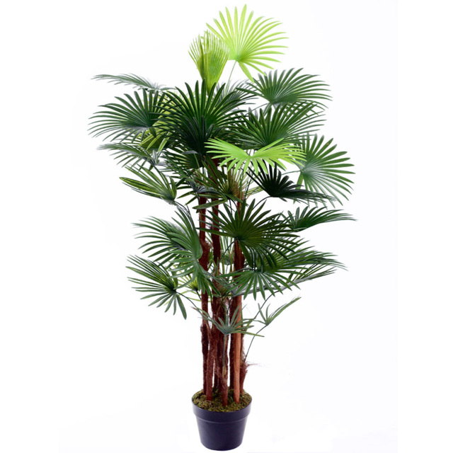 4ft Spider Palm Tree - image 1
